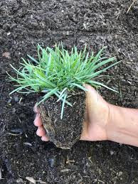 Attēlu rezultāti vaicājumam “Sesleria caerulea bud”