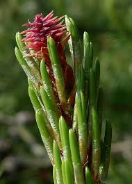 Attēlu rezultāti vaicājumam “Pinus sylvestris female flower”