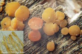 Attēlu rezultāti vaicājumam “Miladina lecithina”