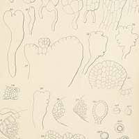 Attēlu rezultāti vaicājumam “Cribraria intricata young”