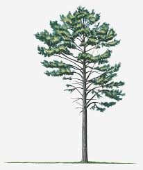 Attēlu rezultāti vaicājumam “Pinus nigra”