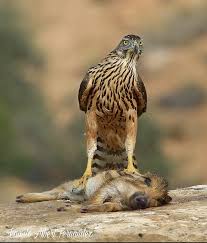 Attēlu rezultāti vaicājumam “Accipiter gentilis”