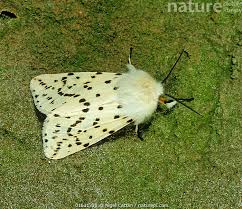 Attēlu rezultāti vaicājumam “Spilosoma lubricipeda”