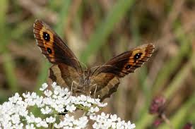 Attēlu rezultāti vaicājumam “Erebia aethiops upperside”