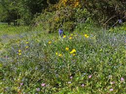 Attēlu rezultāti vaicājumam “Myosotis ramosissima flower”