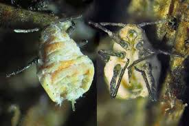 Attēlu rezultāti vaicājumam “Prociphilus xylostei”