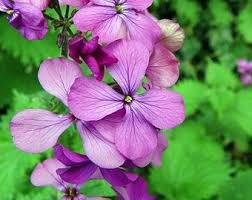 Image result for Lunaria annua