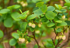 Attēlu rezultāti vaicājumam “Vaccinium uliginosum flower”