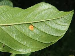 Attēlu rezultāti vaicājumam “Puccinia agrostidis”