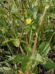 Attēlu rezultāti vaicājumam “Potentilla erecta fruit”