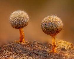 Attēlu rezultāti vaicājumam “Physarum psittacinum stalked”