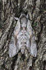 Attēlu rezultāti vaicājumam “Agrius convolvuli”