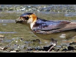 Image result for Cecropis daurica