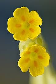 Image result for Primula veris