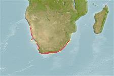 Image result for Cymatoceps nasutus