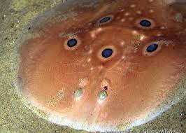 Image result for Torpedo torpedo