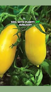 Afbeeldingsresultaat voor banana legs tomato