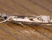 Attēlu rezultāti vaicājumam “Platytes alpinella”