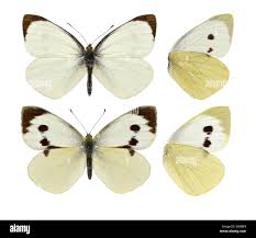 Attēlu rezultāti vaicājumam “Pieris brassicae”