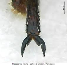 Attēlu rezultāti vaicājumam “Hippodamia notata”