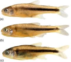 Attēlu rezultāti vaicājumam “Chara filiformis”