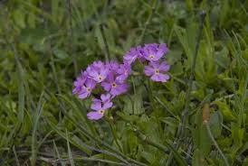 Attēlu rezultāti vaicājumam “Primula farinosa”