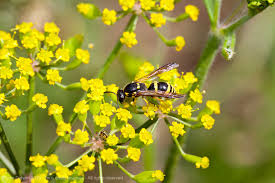 Attēlu rezultāti vaicājumam “Salix aurita flower”