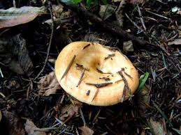 Attēlu rezultāti vaicājumam “Lactarius deliciosus”