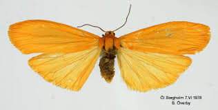 Attēlu rezultāti vaicājumam “Eilema sororcula”