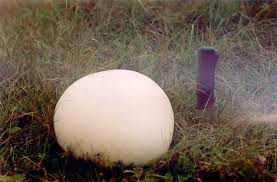 Attēlu rezultāti vaicājumam “Langermania gigantea”