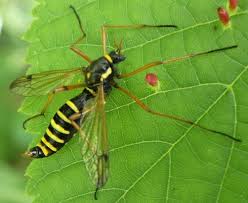 Attēlu rezultāti vaicājumam “Ptychoptera sp. female”