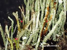 Attēlu rezultāti vaicājumam “Cladonia ochrochlora”