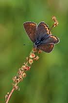 Attēlu rezultāti vaicājumam “Agrodiaetus amandus female”