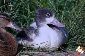 Attēlu rezultāti vaicājumam “Tadorna tadorna juvenile”