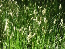 Attēlu rezultāti vaicājumam “Carex chordorrhiza”