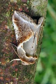 Attēlu rezultāti vaicājumam “Habrosyne pyritoides”