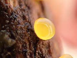 Attēlu rezultāti vaicājumam “Dacrymyces stillatus”