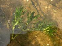 Attēlu rezultāti vaicājumam “Najas marina leaf”