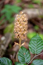 Attēlu rezultāti vaicājumam “Neottia nidus-avis bud”