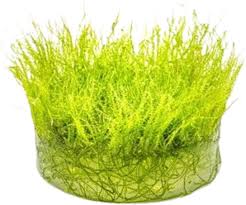 Attēlu rezultāti vaicājumam “Amblystegium serpens sporophyte”