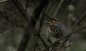 Image result for Ixoreus naevius