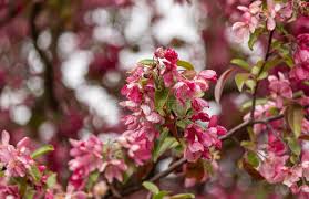 Attēlu rezultāti vaicājumam “Malus purpurea flower”
