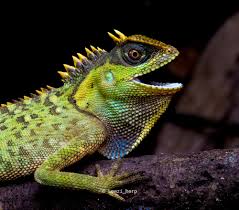 Attēlu rezultāti vaicājumam “Capra juvenile”