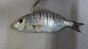 Image result for Lithognathus mormyrus