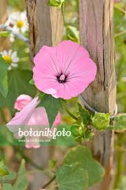 Image result for Lavatera trimestris