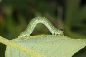 Attēlu rezultāti vaicājumam “Lomaspilis marginata”