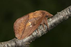 Attēlu rezultāti vaicājumam “Euthrix potatoria imago”