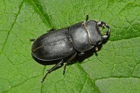 Attēlu rezultāti vaicājumam “Dorcus parallelopipedus”