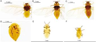 Attēlu rezultāti vaicājumam “Adelges laricis nymph”
