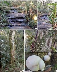 Attēlu rezultāti vaicājumam “Lycogala convexum sessile”